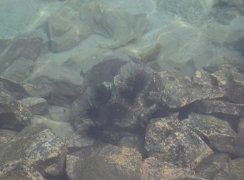Bulu Babi di Perairan Kepulauan Seribu