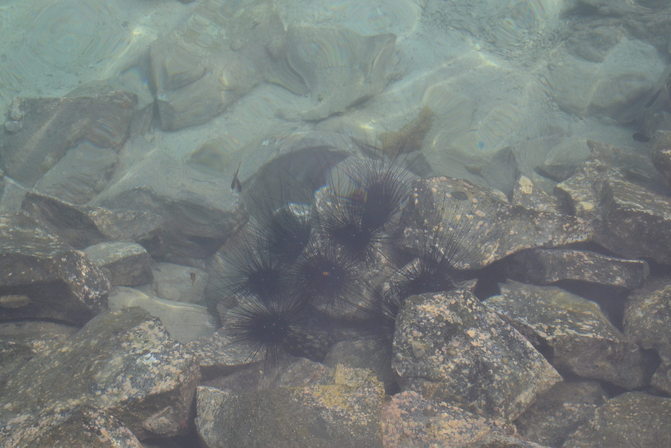 Bulu Babi di Perairan Kepulauan Seribu