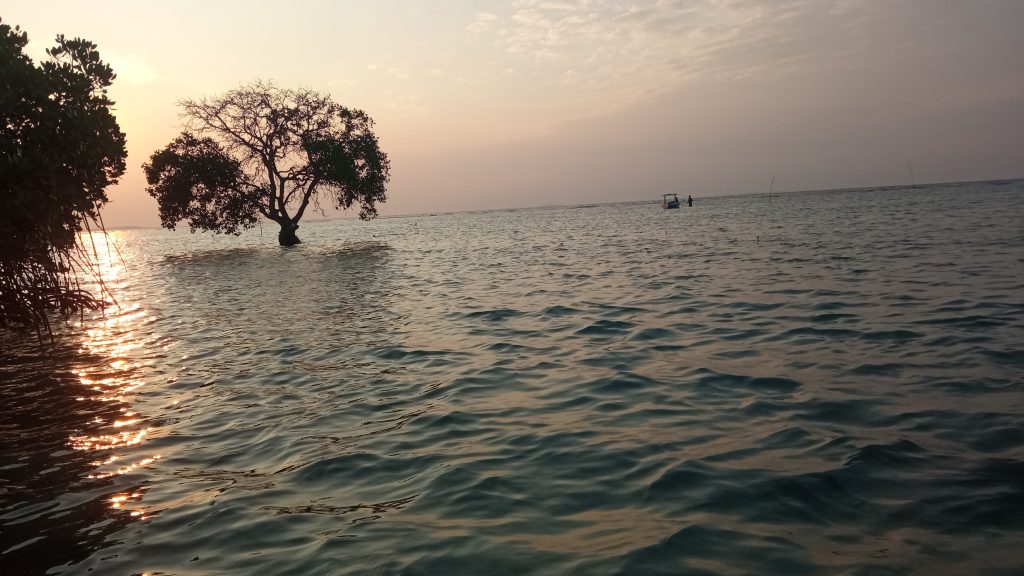Sunset Mangrove Pulau Harapan