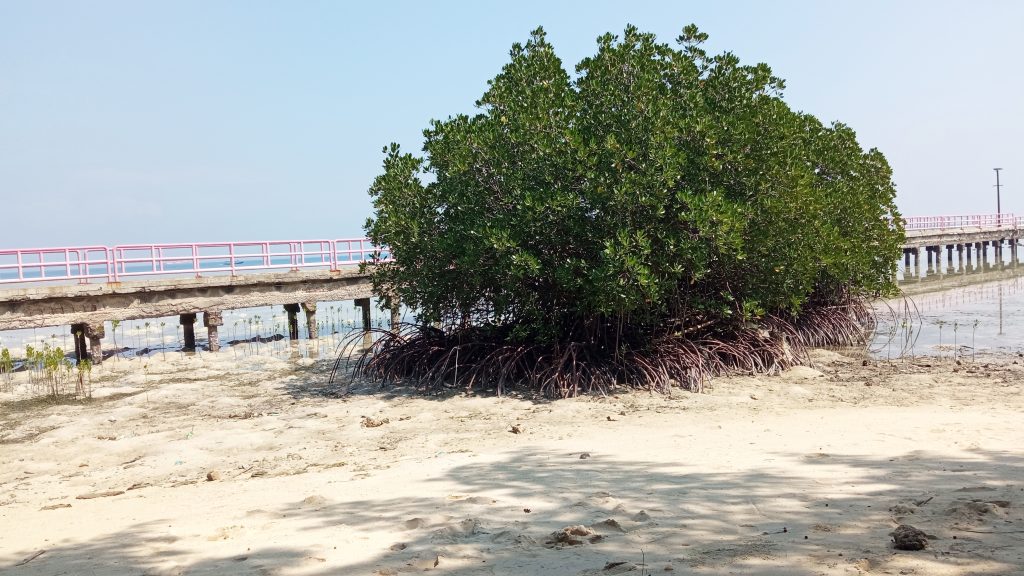 Jembatan Mangrove Pulau Harapan