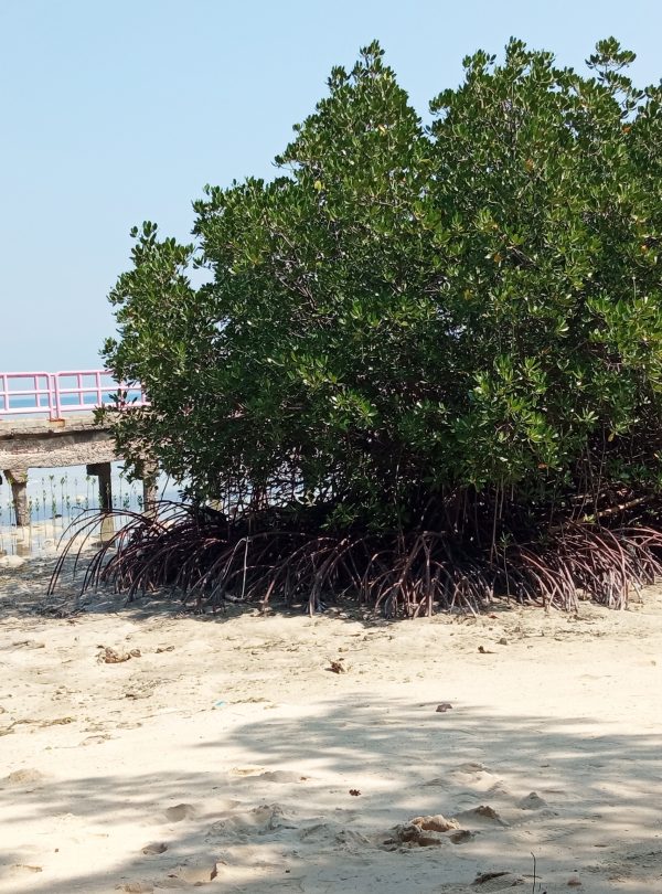 Jembatan Mangrove Pulau Harapan