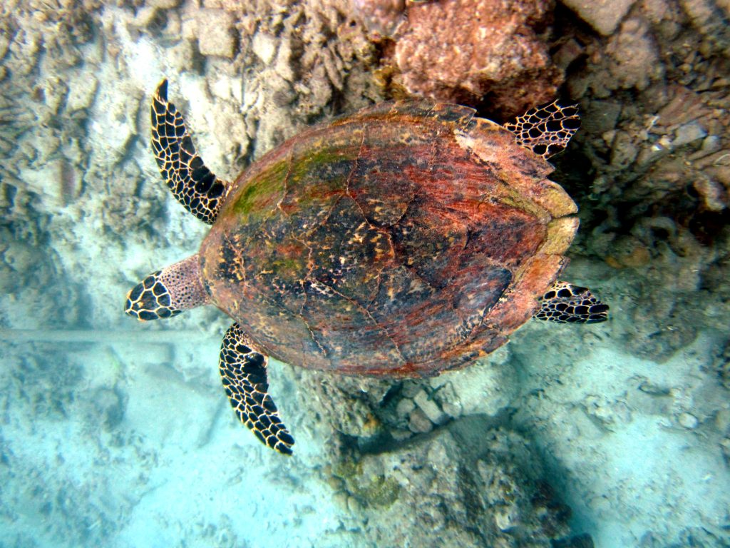 Penyu Sisik Pulau Pramuka