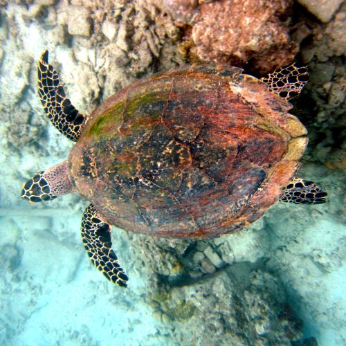 Penyu Sisik Pulau Pramuka